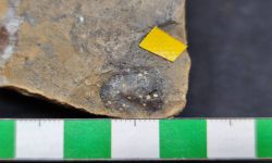 N/A (Brachiopod)
