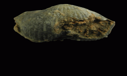 cf. Reticulatia sp.B
