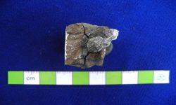 N/A (Brachiopod)