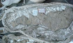 N/A (ไดโนเสาร์)