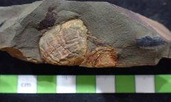 N/A (Brachiopod)