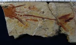 Cetopangasius chaetobranchus