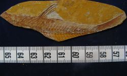 Mystacoleucus sp.