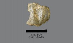 Chonetinella sp. B