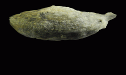 cf. Reticulatia sp.A
