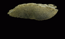cf. Chonetinella sp.