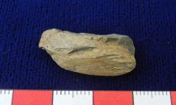 N/A (Brachiopod)