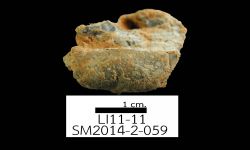 N/A (Brachiopod)