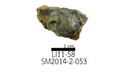 cf. Reticulatia sp.B