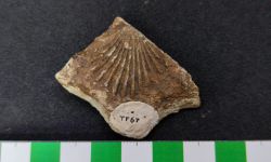 N/A (Brachiopod)