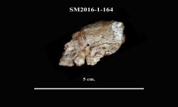 Psittacosaurus sattayaraki