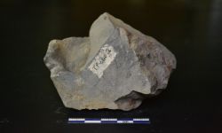 N/A (Brachiopod)
