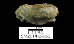 N/A (Brachiopod)