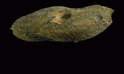 cf. Reticulatia sp.B