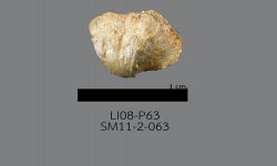 Chonetinella sp. B