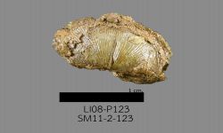 Chonetinella sp. B