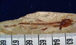 Proluciosoma pasakensis