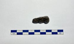 พาราชูอาสโตเชอรัส ซินเอนซิส