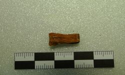 Siamamia naga