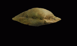 cf. Phricodothyris sp.