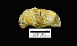 N/A (Brachiopod)
