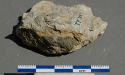 N/A (Brachiopod)