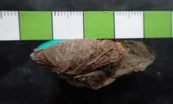 N/A (Brachiopod)