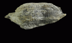 cf. Reticulatia sp.B