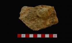N/A (Brachiopod)
