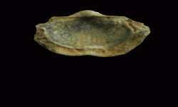 cf. Reticulatia sp.A