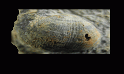 cf. Reticulatia sp.A