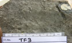 Pseudoschwagerina sp