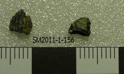 Ferganoceratodus mar