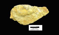 N/A (Brachiopod)