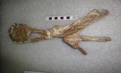 Stegosaurid Dinosaur