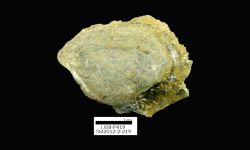 N/A (Brachiopod)