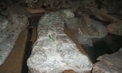 ภูเวียงโกซอรัส สิรินธรเน