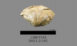 Chonetinella sp. B