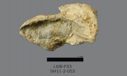 Chonetinella sp. B