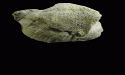 cf. Reticulatia sp.B