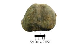 cf. Reticulatia sp.B