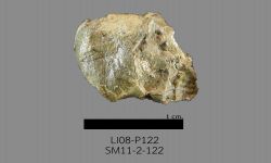Chonetinella sp. B