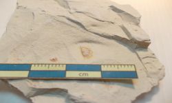 Chonetes sp.