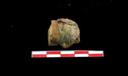 N/A (Brachiopod)