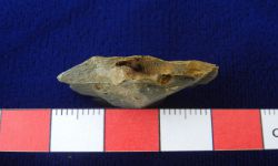 N/A (Brachiopod)