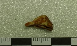 Siamamia naga