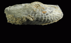 cf. Marginifera sp.