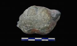 N/A (Brachiopod)