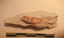 Chonetes sp.