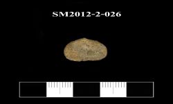 N/A (แบรคิโอพอด)